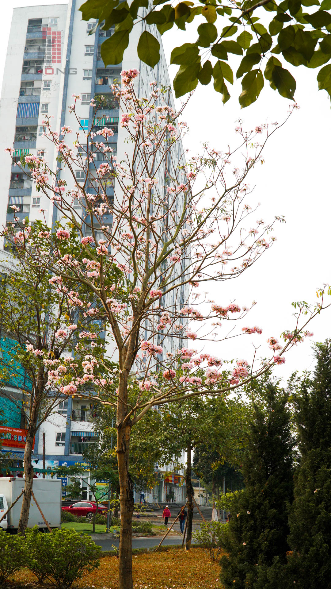 hoa-thanh-ha