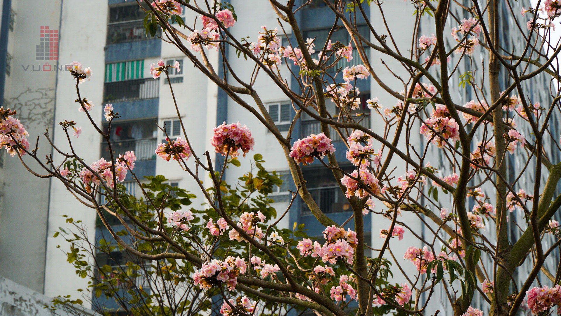 hoa-thanh-ha