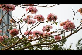Bắt gặp hoa kèn hồng khoe sắc rực rỡ tại khu đô thị Thanh Hà