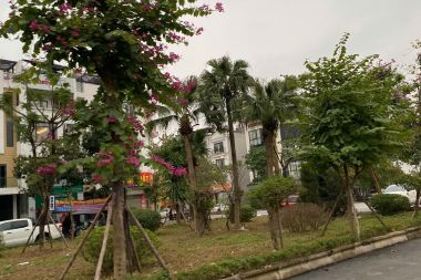 Cho Thuê Liền Kề Thanh Hà 100m² Hướng Tây Nam Mặt Tiền 5m Đường 25m giá thuê có thương lượng thêm
