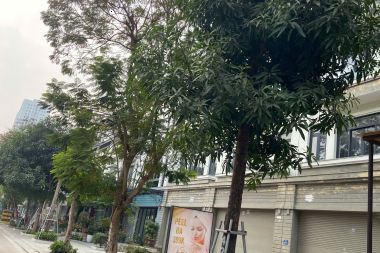 BÁN CĂN LIỀN KỀ LÔ B52 KĐT GELEXIMCO: DIỆN TÍCH 100M2, MẶT TIỀN 5M HƯỚNG TÂY NAM, VỊ TRÍ ĐẸP MẶT SAU VƯỜN HOA THOÁNG MÁT